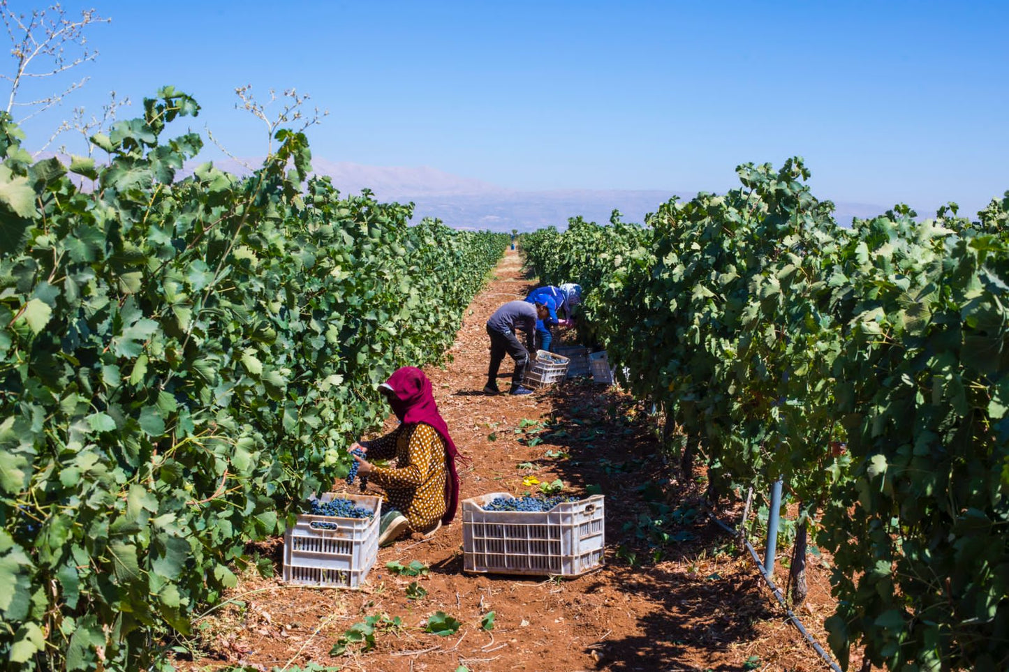 Clos d’astarte 2020 - Divin Red Wine